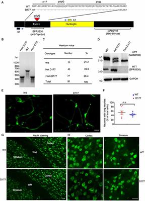 Huntingtin exon 1 deletion does not alter the subcellular distribution of huntingtin and gene transcription in mice